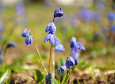 Parkta mavi kardelen