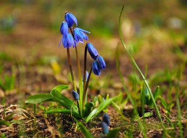 Parkta mavi kardelen