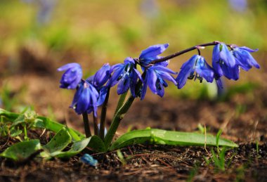 Parkta - mutlu bahar zaman mavi kardelen