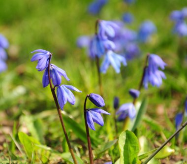 Parkta - mutlu bahar zaman mavi kardelen