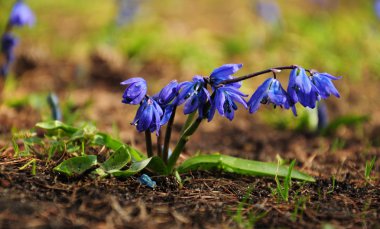 Parkta - mutlu bahar zaman mavi kardelen