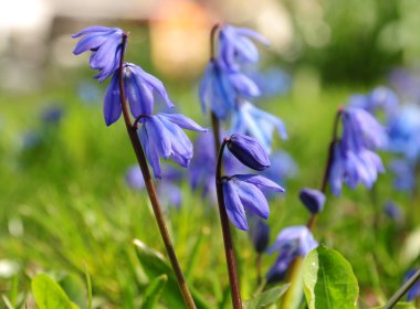 Parkta - mutlu bahar zaman mavi kardelen