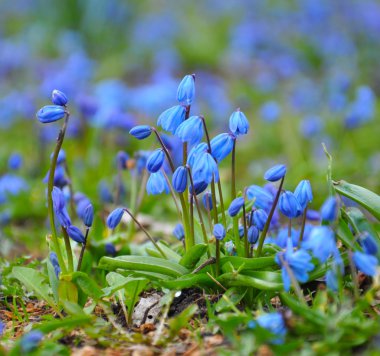 Parkta - mutlu bahar zaman mavi kardelen
