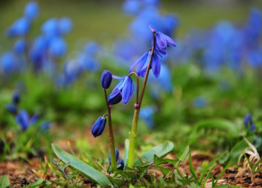 Parkta - mutlu bahar zaman mavi kardelen