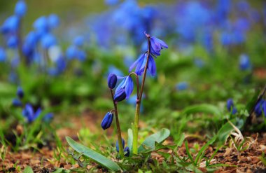Parkta - mutlu bahar zaman mavi kardelen