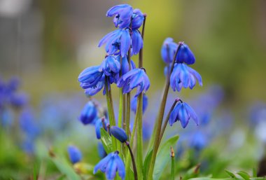 Parkta - mutlu bahar zaman mavi kardelen