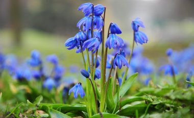 Parkta - mutlu bahar zaman mavi kardelen