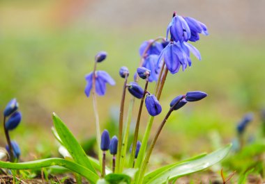 Parkta - mutlu bahar zaman mavi kardelen
