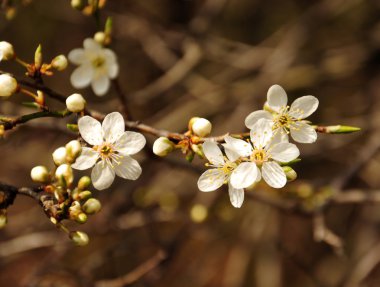 Güzel beyaz çiçek açan ağaç dalı