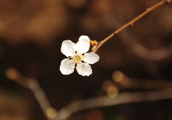 Güzel beyaz çiçek açan ağaç dalı — Stok fotoğraf