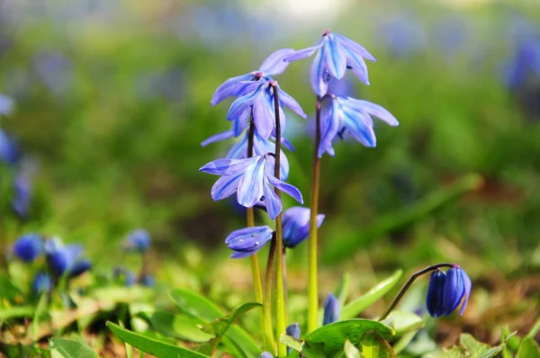 Parkta - mutlu bahar zaman mavi kardelen