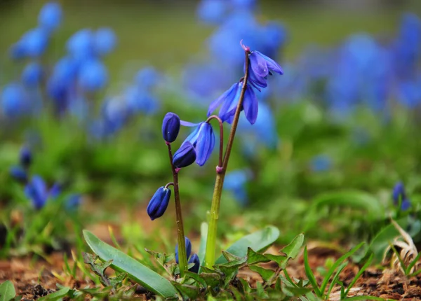 Parkta - mutlu bahar zaman mavi kardelen