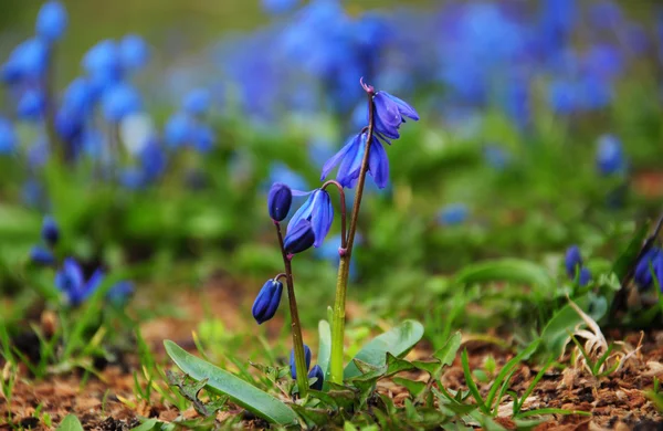 Parkta - mutlu bahar zaman mavi kardelen