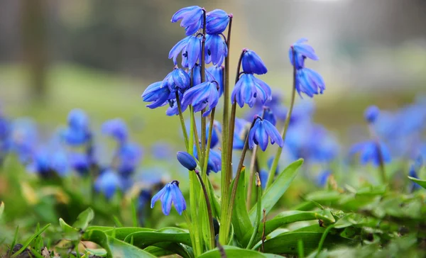 Parkta - mutlu bahar zaman mavi kardelen