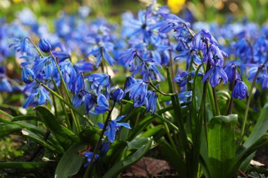 Bahar parkta mavi kardelen