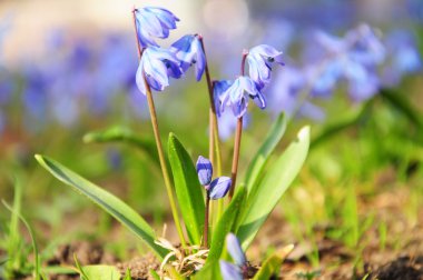 Bahar parkta mavi kardelen