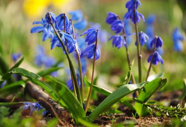 Bahar parkta mavi kardelen