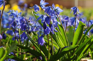 Bahar parkta mavi kardelen