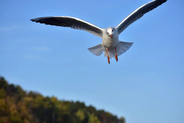 Zicht Meeuw Vlucht Met Uitgespreide Vleugels — Stockfoto