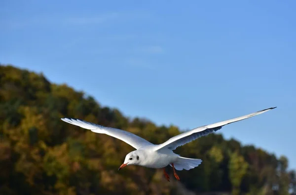 Zicht Meeuw Vlucht Met Uitgespreide Vleugels — Stockfoto