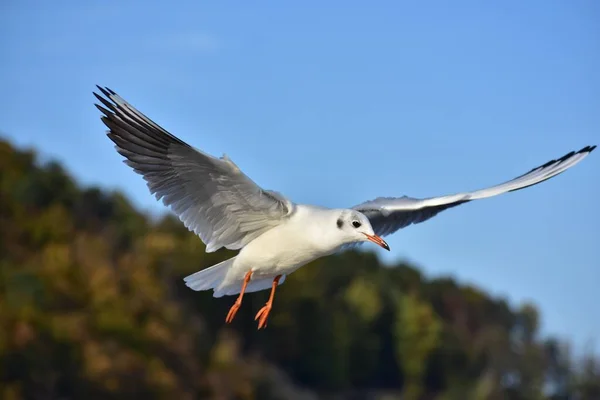 Vista Gaviota Vuelo Con Alas Desplegadas — Foto de Stock