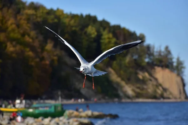 海鸥展翅飞翔的景象 — 图库照片