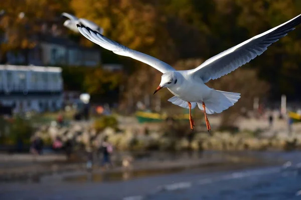 翼が広がる飛行中のカモメの眺め — ストック写真