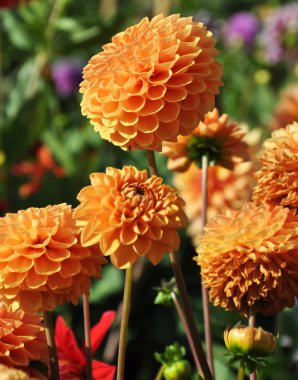 Portakal Chryzanthemum