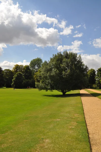 Maravilloso árbol en cambridge — Foto de Stock