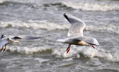 Deniz martı Baltık Denizi üzerinde