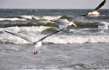 Deniz martı Baltık Denizi üzerinde