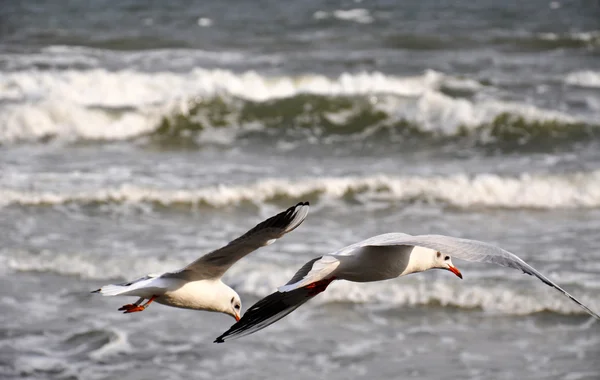 Sea Meeuwen over de Baltische Zee — Stockfoto