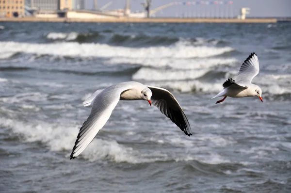 Sea Meeuwen over de Baltische Zee — Stockfoto