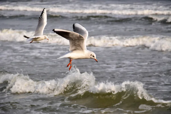 Sea Meeuwen over de Baltische Zee — Stockfoto