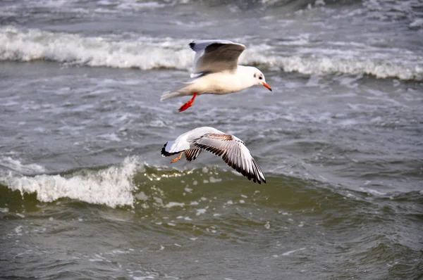 Морские чайки над Балтийским морем — стоковое фото