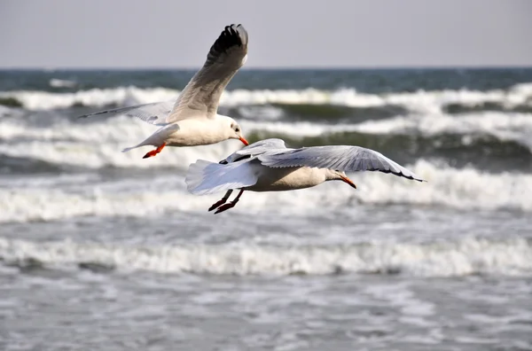 Gaviotas marinas sobre el mar Báltico — Foto de Stock