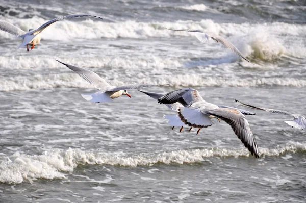 Sea Meeuwen over de Baltische Zee — Stockfoto