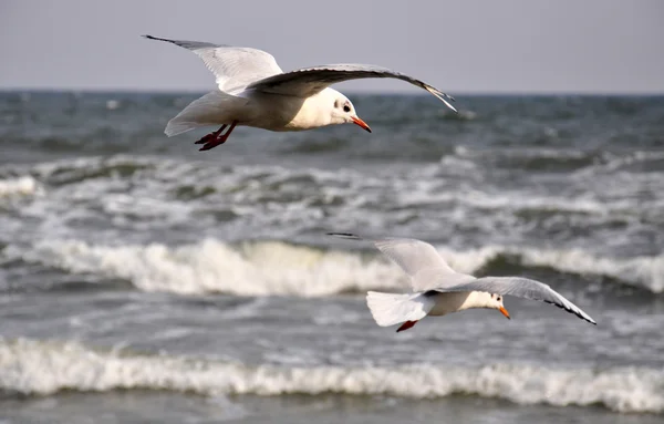 海鸥在波罗的海 — 图库照片