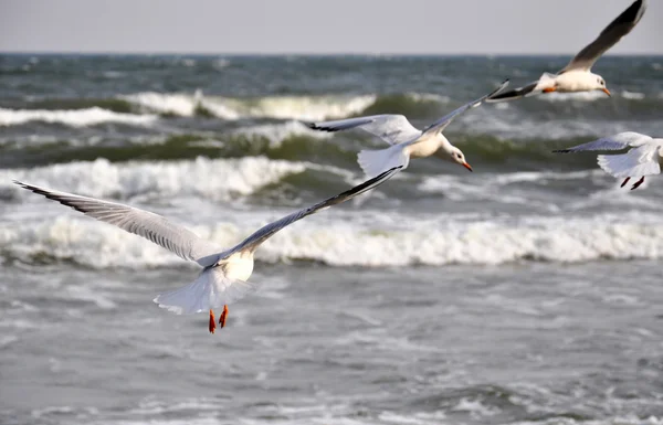 Sea Meeuwen over de Baltische Zee — Stockfoto