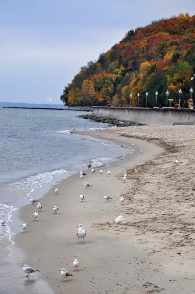 Autumn beach in Gdynia — Stock Photo, Image