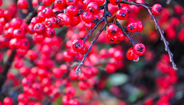 red berries bush after the rain in November