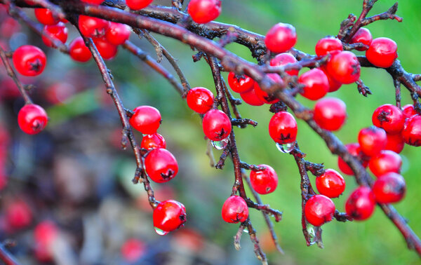 red berries bush after the rain in November