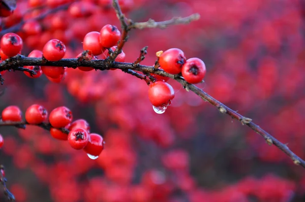 Red berries bush after the rain in November — Stock Photo, Image