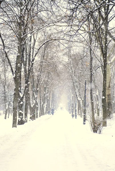 Parque de invierno - nevadas —  Fotos de Stock
