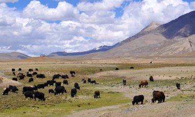 Tibet alanlarda vahşi yaks