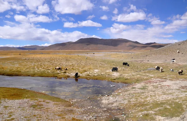 Άγρια γιάκ στο Θιβέτ πεδία — Φωτογραφία Αρχείου