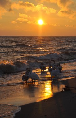 Güzel kuğu ve Baltık Denizi üzerinde gündoğumu