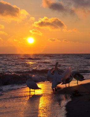 Gündoğumu ve Baltık Denizi üzerinde ve güzel Kuğu