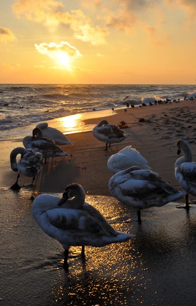 Beautiful swans and sunrise — Stock Photo, Image