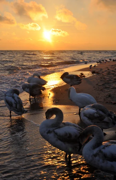 Hermosos cisnes y amanecer — Foto de Stock